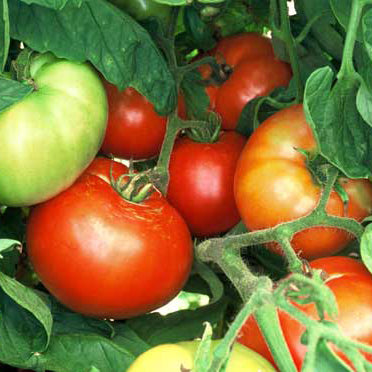 Cluster of ripening beefsteak tomatoes with green leaves