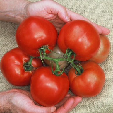 Hand holding a bunch of red tomatoes on a textured fabric background