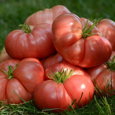 Stack of red beefsteak tomatoes on a green grass background