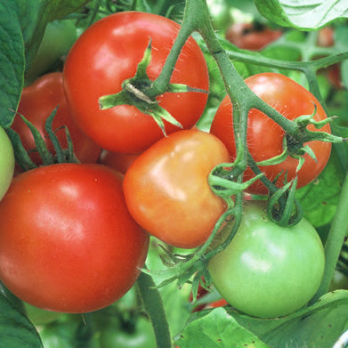 Ripening red tomatoes on a vine with green leaves