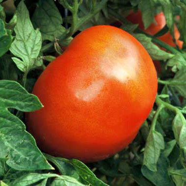 Red round tomato on a green plant