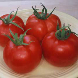 Four red round tomatoes on a white plate
