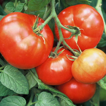 Red tomatoes on a vine with green leaves