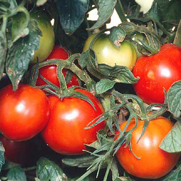 Red tomatoes on a vine with green leaves