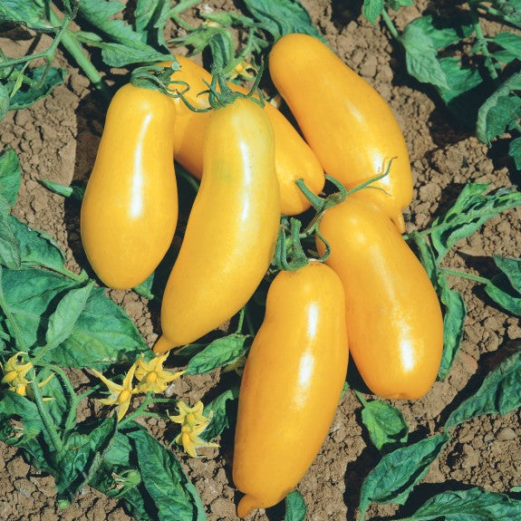 Tomatoさま専用 Paste Tomato Seeds | Tomato Growers Supply Company