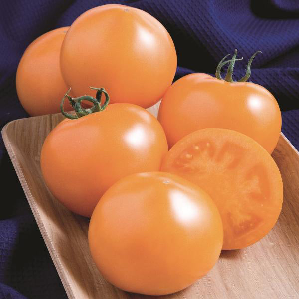 Tomatoes - Greenhouse – Tomato Growers Supply Company