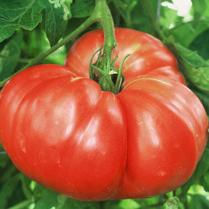 Red irregularly-shaped tomato on a green plant with leaves in the background