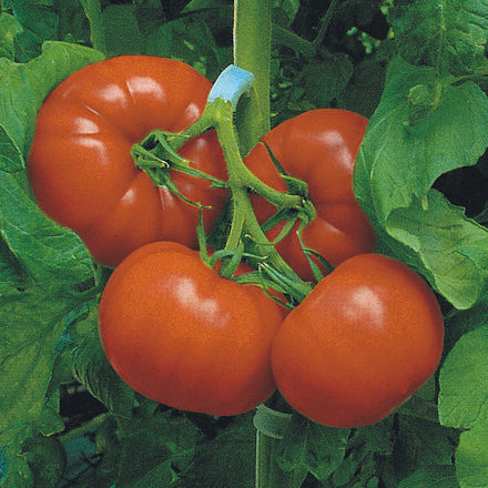 Red tomatoes on a vine with green leaves