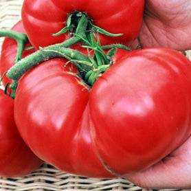 A cluster of large, irregularly-shaped tomatoes held in two hands