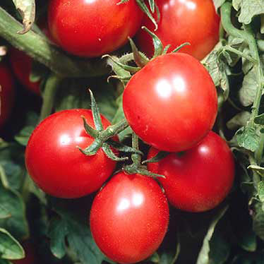 Close-up of red tomatoes on a vine with green leaves