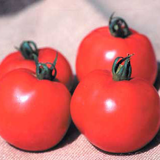 Four red tomatoes with green stems on a light background