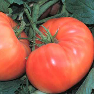 Orange tomatoes on a vine with green leaves