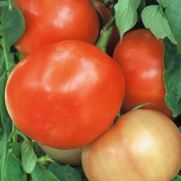 Close-up of ripening tomatoes on a vine with green leaves.