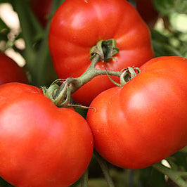 Red tomatoes on a vine with green leaves