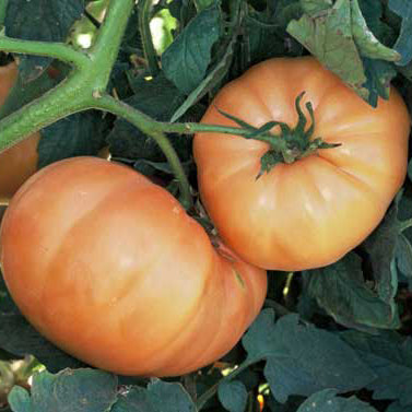 hawaiian pineapple tomato plants Hawaiian Pineapple Tomato
