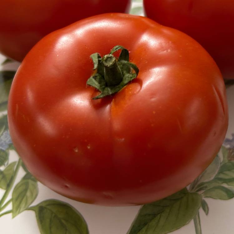 Big Beef Hybrid Tomato