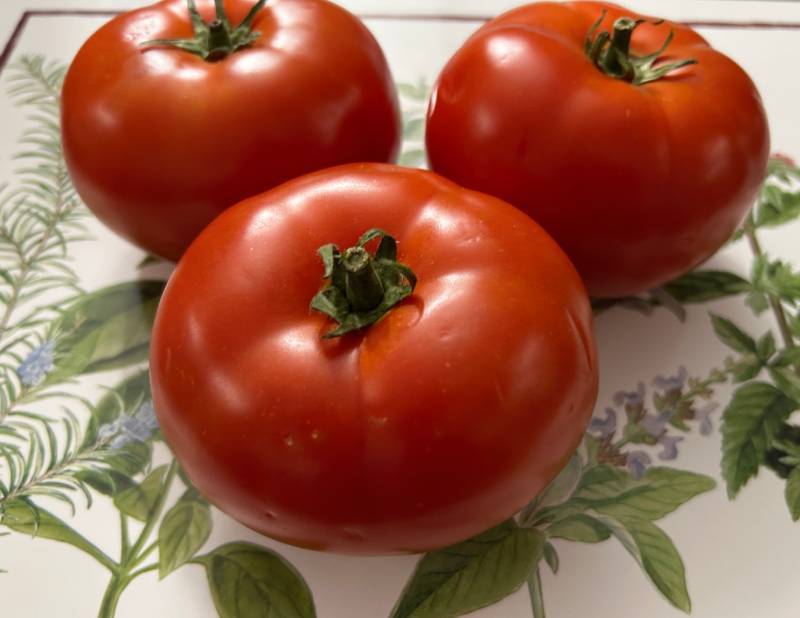 Big Beef Hybrid Tomato