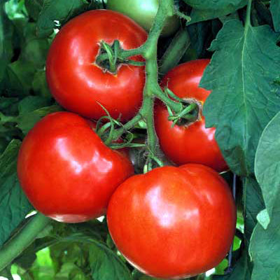 All Tomato Seeds | Tomato Growers Supply Company