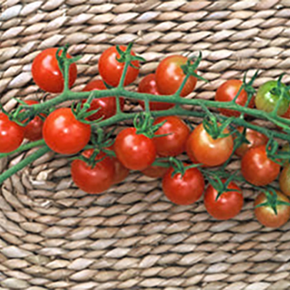 Small-Fruited Tomato Seeds | Tomato Growers Supply Company – Page 2