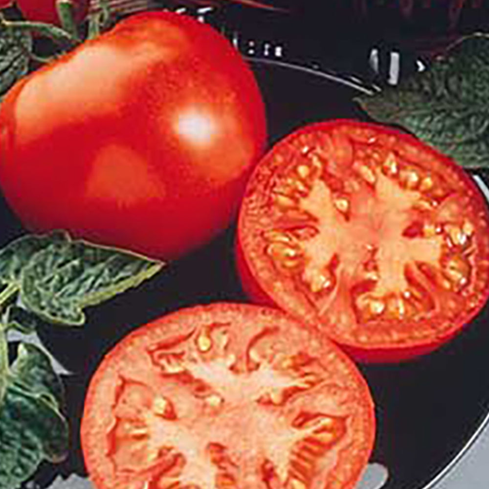Patsy Tomato Mid-Season Tomato Seeds | Tomato Growers Supply Company