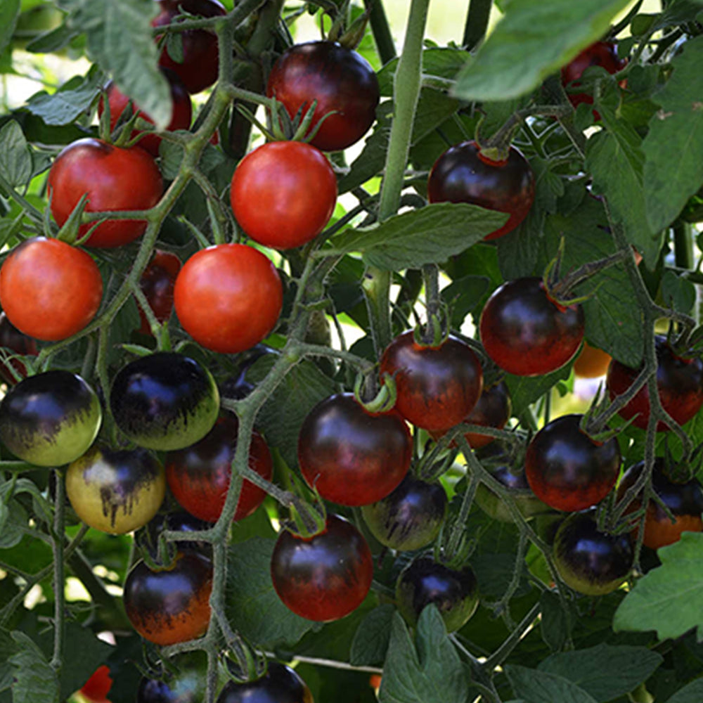 All Tomato Seeds | Tomato Growers Supply Company – Page 3