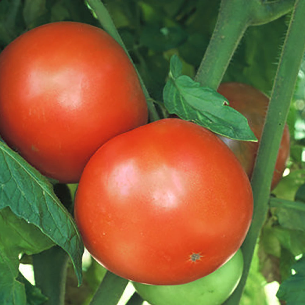 Homestead 24 F Tomato – Tomato Growers Supply Company