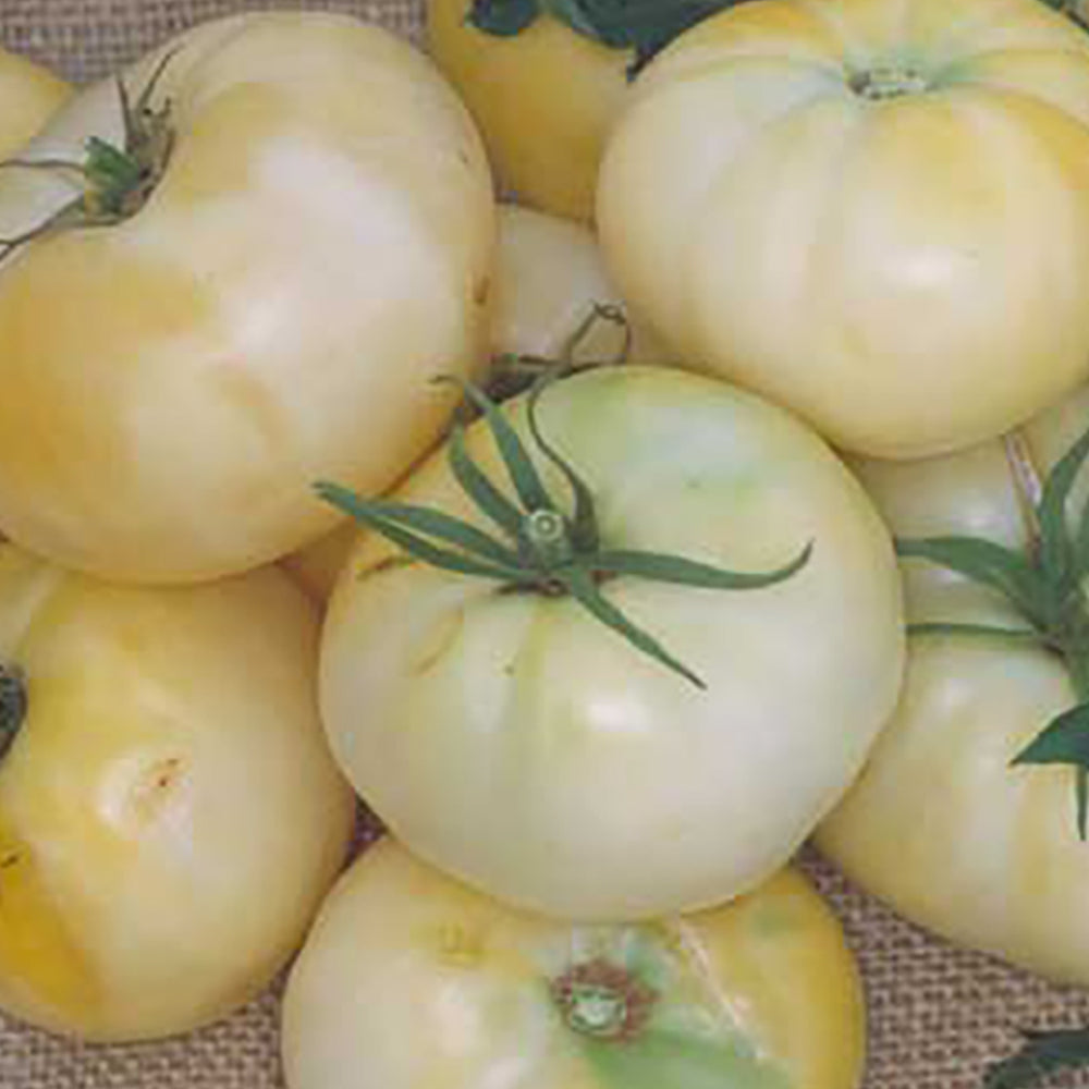 All Tomato Seeds | Tomato Growers Supply Company – Page 7