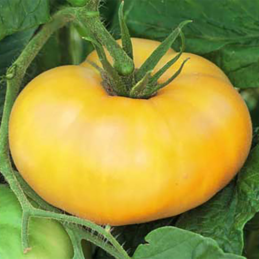 Fruit & Vegetable Seeds – Page 14 – Tomato Growers Supply Company