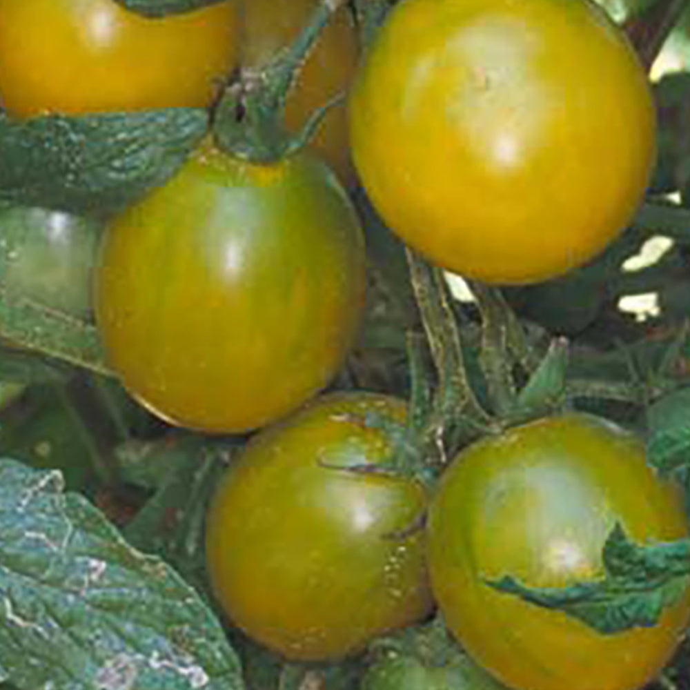 Green Tomato Seeds | Tomato Growers Supply Company