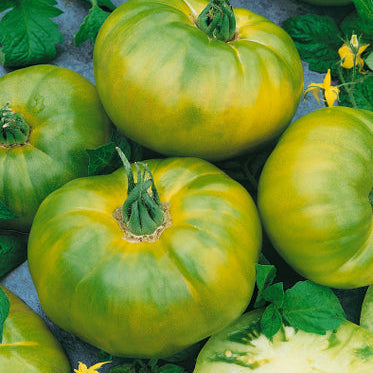 Green Tomato Seeds | Tomato Growers Supply Company