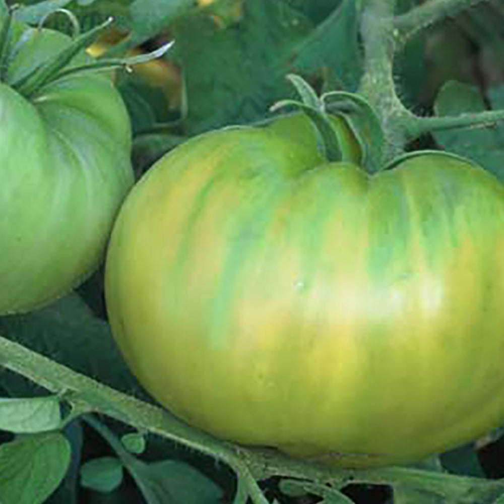 Green Tomato Seeds | Tomato Growers Supply Company