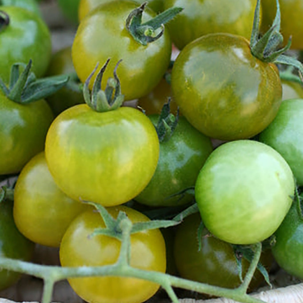 Green Tomato Seeds | Tomato Growers Supply Company