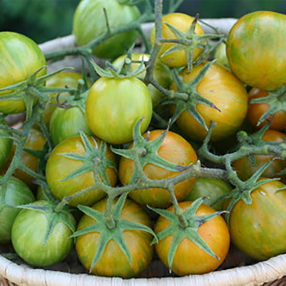 greentomatoさま Tomato Green – Measian Foods