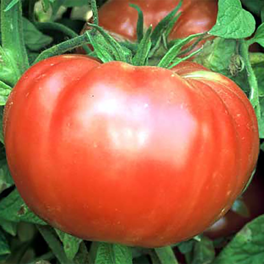organic brandywine tomato plant 4.5 inch pot Brandywine Tomato – Tomato Growers Supply Company