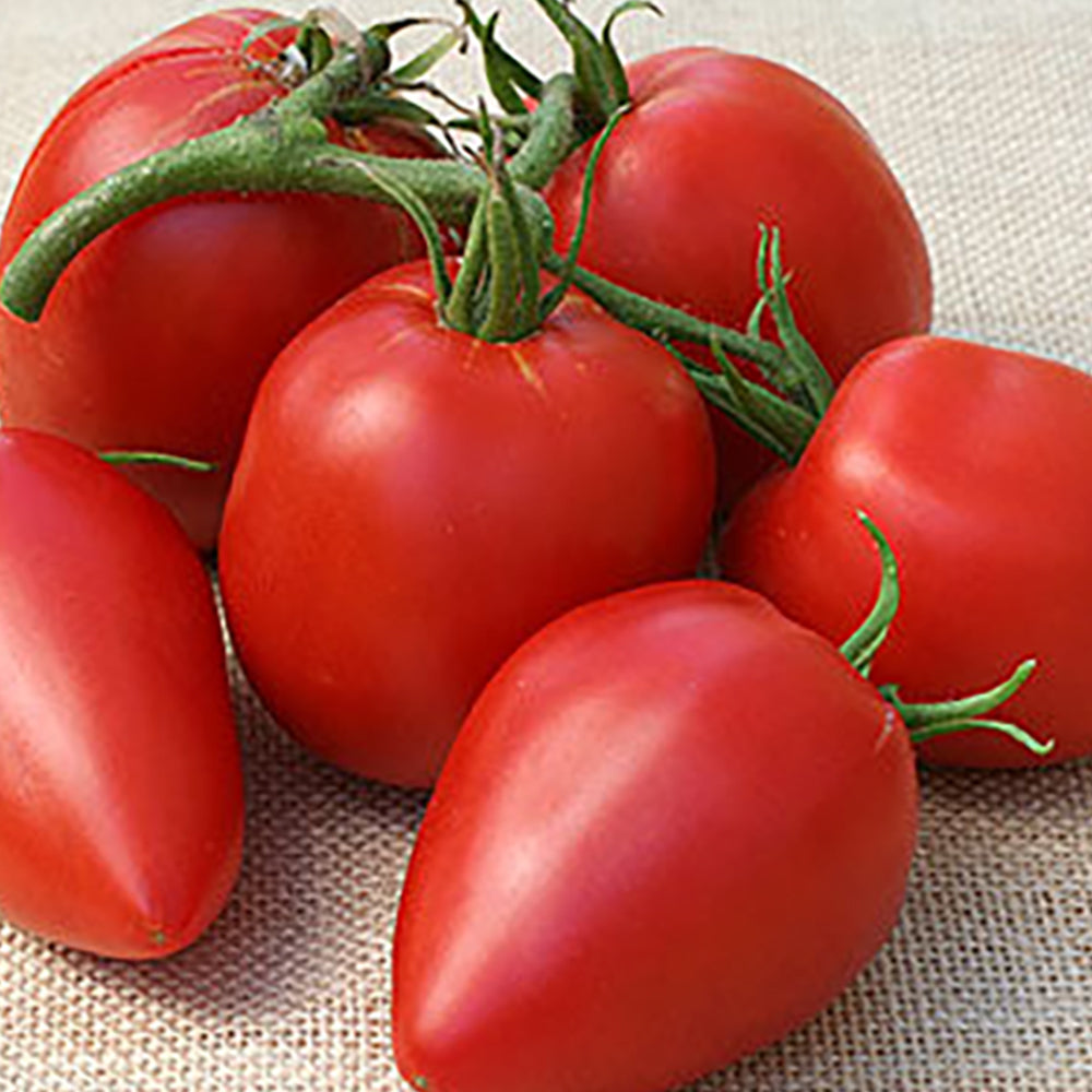 All Tomato Seeds | Tomato Growers Supply Company – Page 3