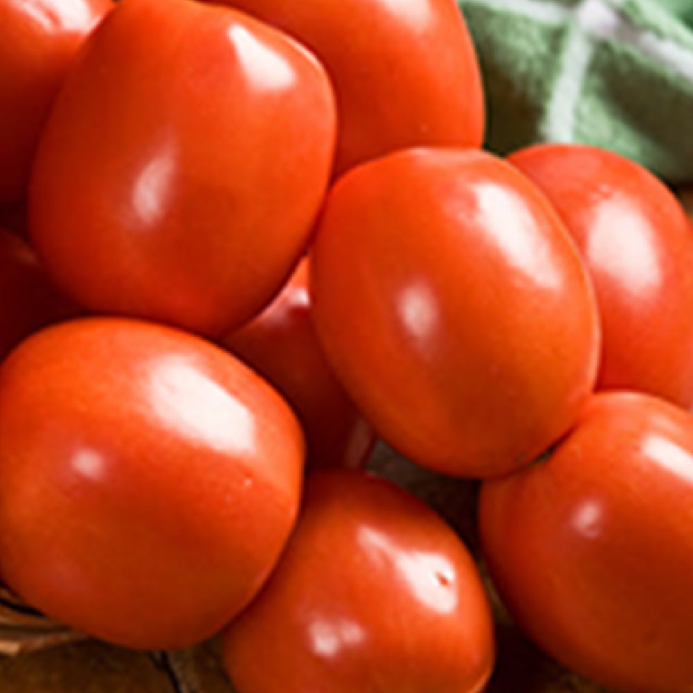 Paste Tomato Seeds | Tomato Growers Supply Company