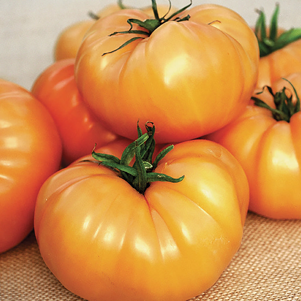 Orange Tomato Seeds | Tomato Growers Supply Co. – Tomato Growers