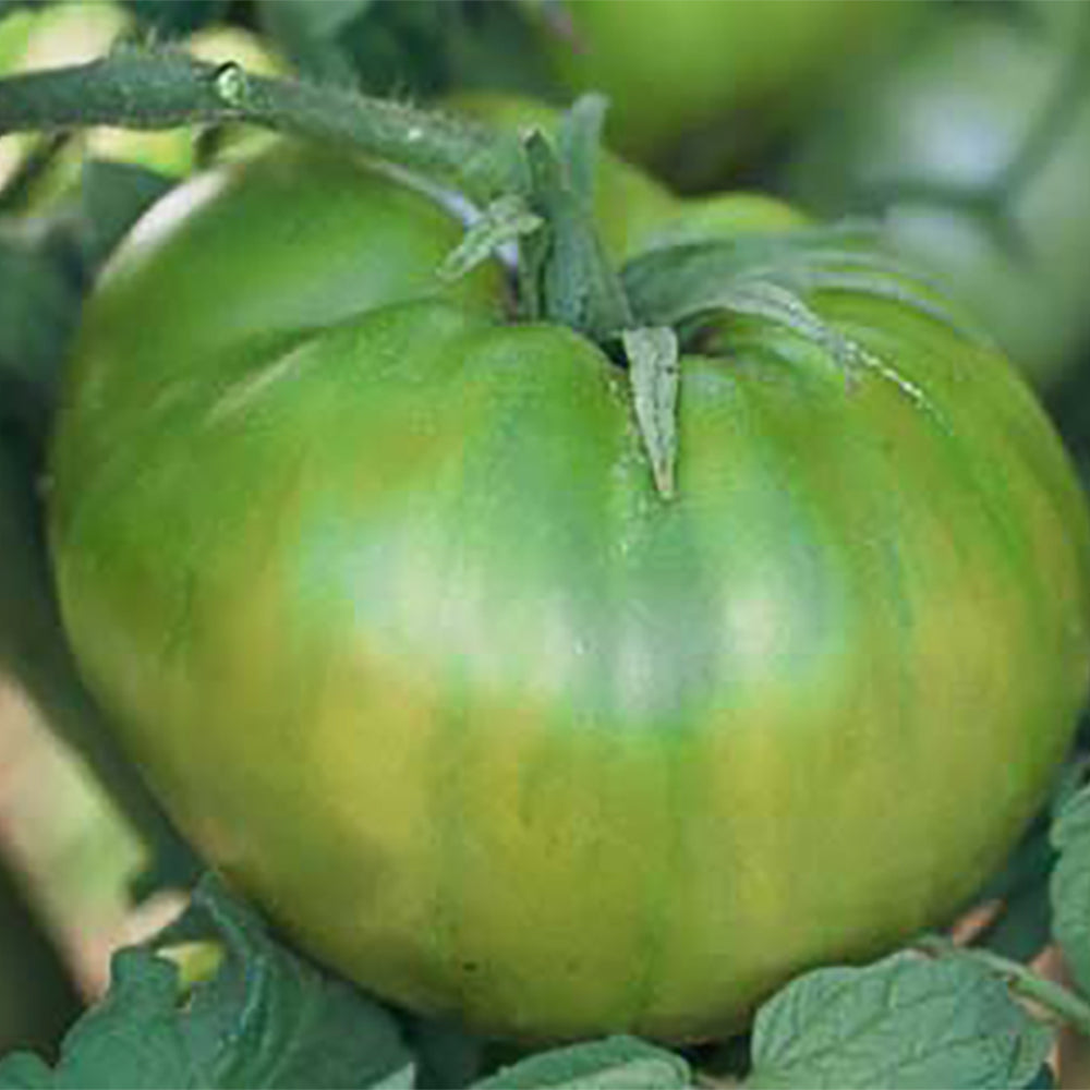 buy pineapple ground tomato plant Green Pineapple Tomato – Tomato Growers Supply Company