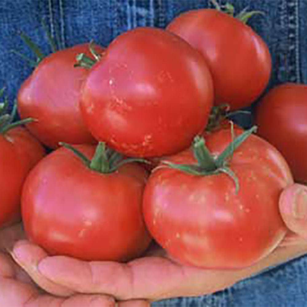 rose tomato seeds Rose De Berne Tomato