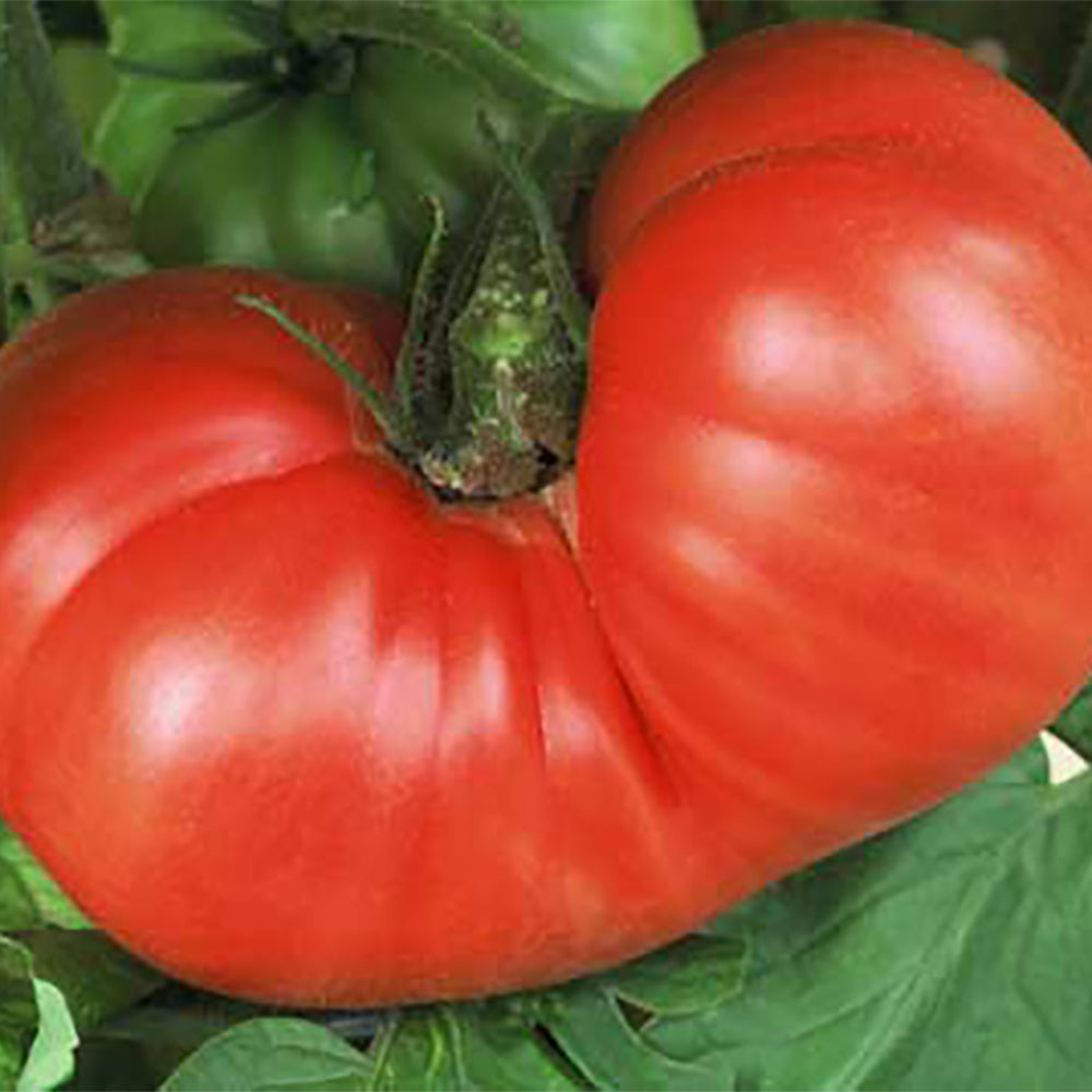 All Tomato Seeds | Tomato Growers Supply Company – Page 3