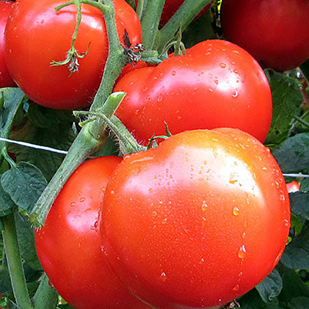TOMATO専用 5755_Tasti-