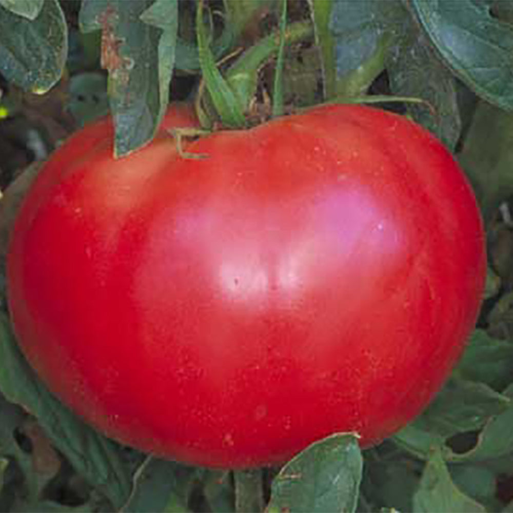All Tomato Seeds | Tomato Growers Supply Company – Page 3