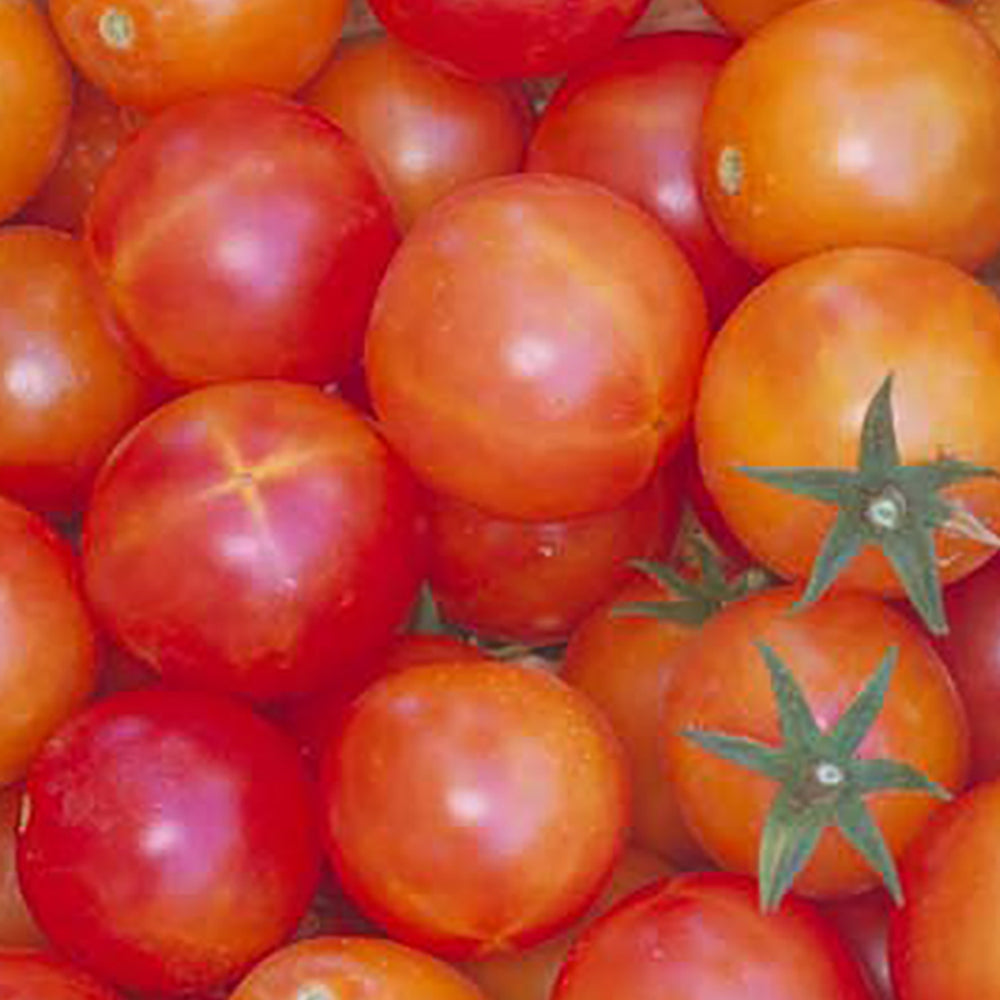 All Tomato Seeds | Tomato Growers Supply Company – Page 3