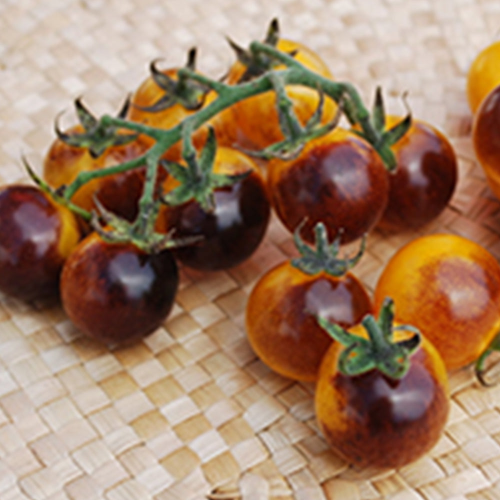 Tomatoes - Indigo – Tomato Growers Supply Company