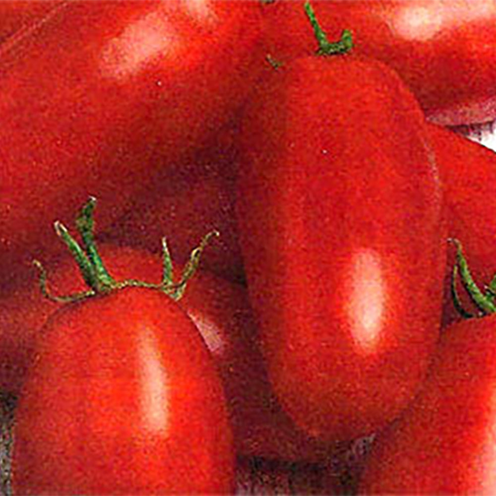 Tomatoさま専用 Paste Tomato Seeds | Tomato Growers Supply Company
