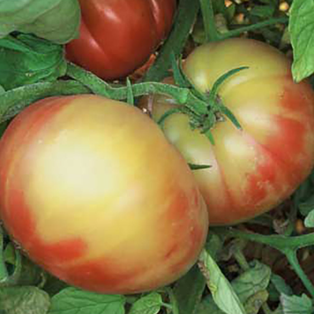 Bi-Color Tomato Seeds | Tomato Growers Supply Company