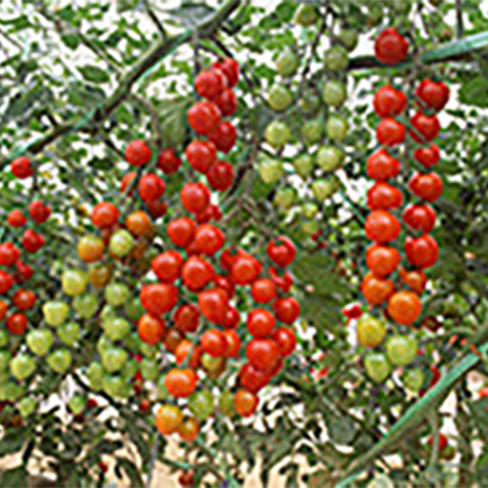 All Tomato Seeds | Tomato Growers Supply Company – Page 5