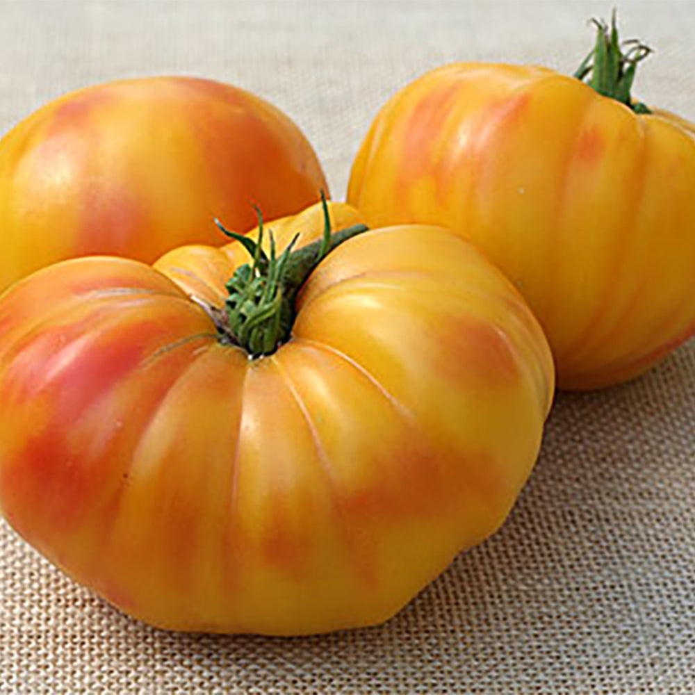 Bi-Color Tomato Seeds | Tomato Growers Supply Company