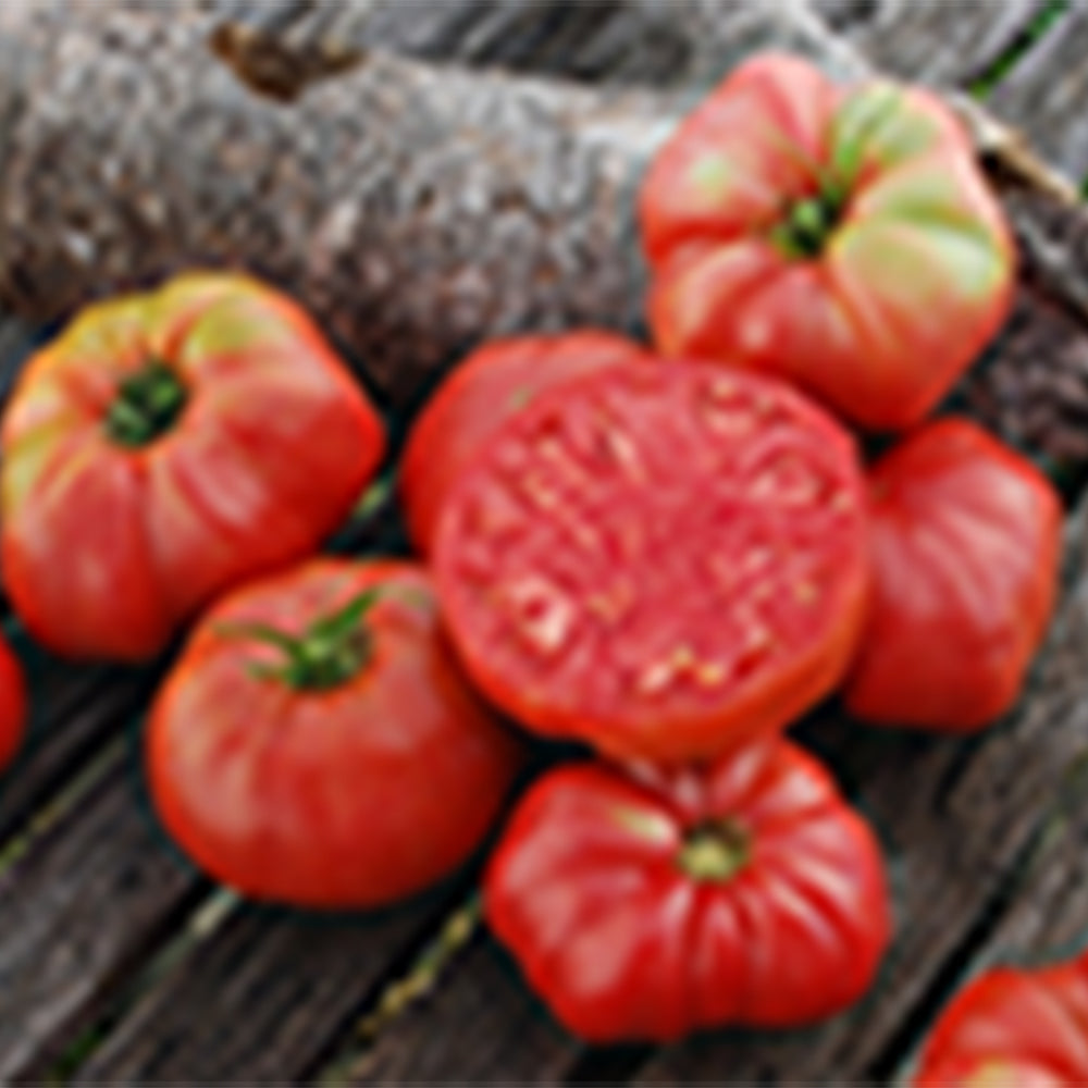 All Tomato Seeds | Tomato Growers Supply Company – Page 6