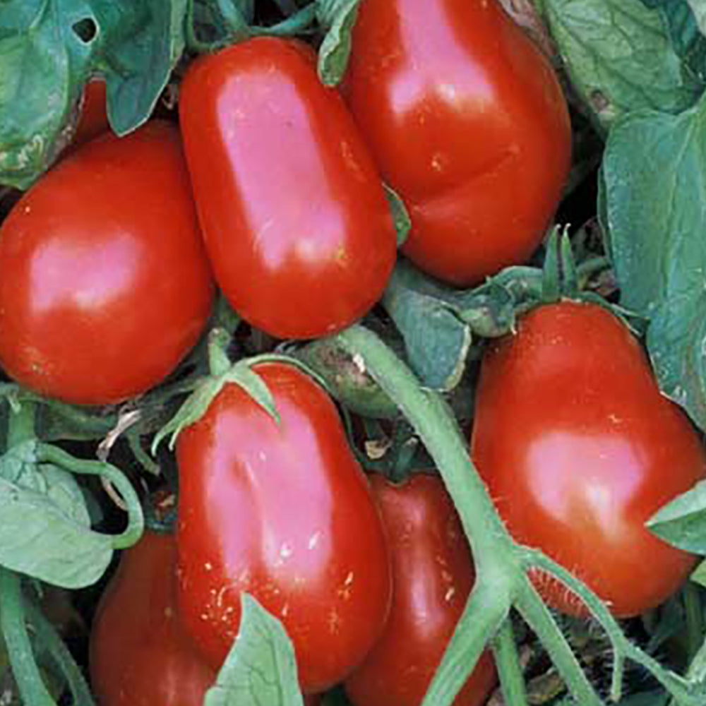 Paste Tomato Seeds | Tomato Growers Supply Company